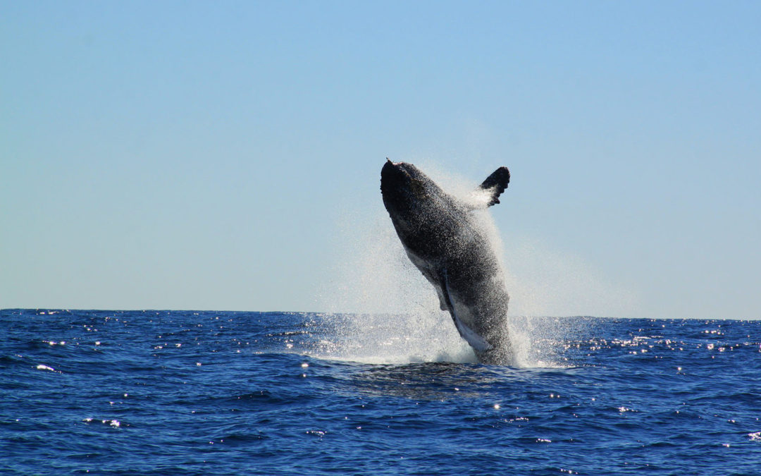 Cabo San Lucas