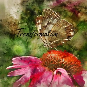 transformation butterfly