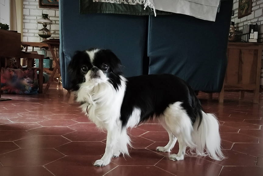 Emi 1 of 3 Japanese Chin sisters