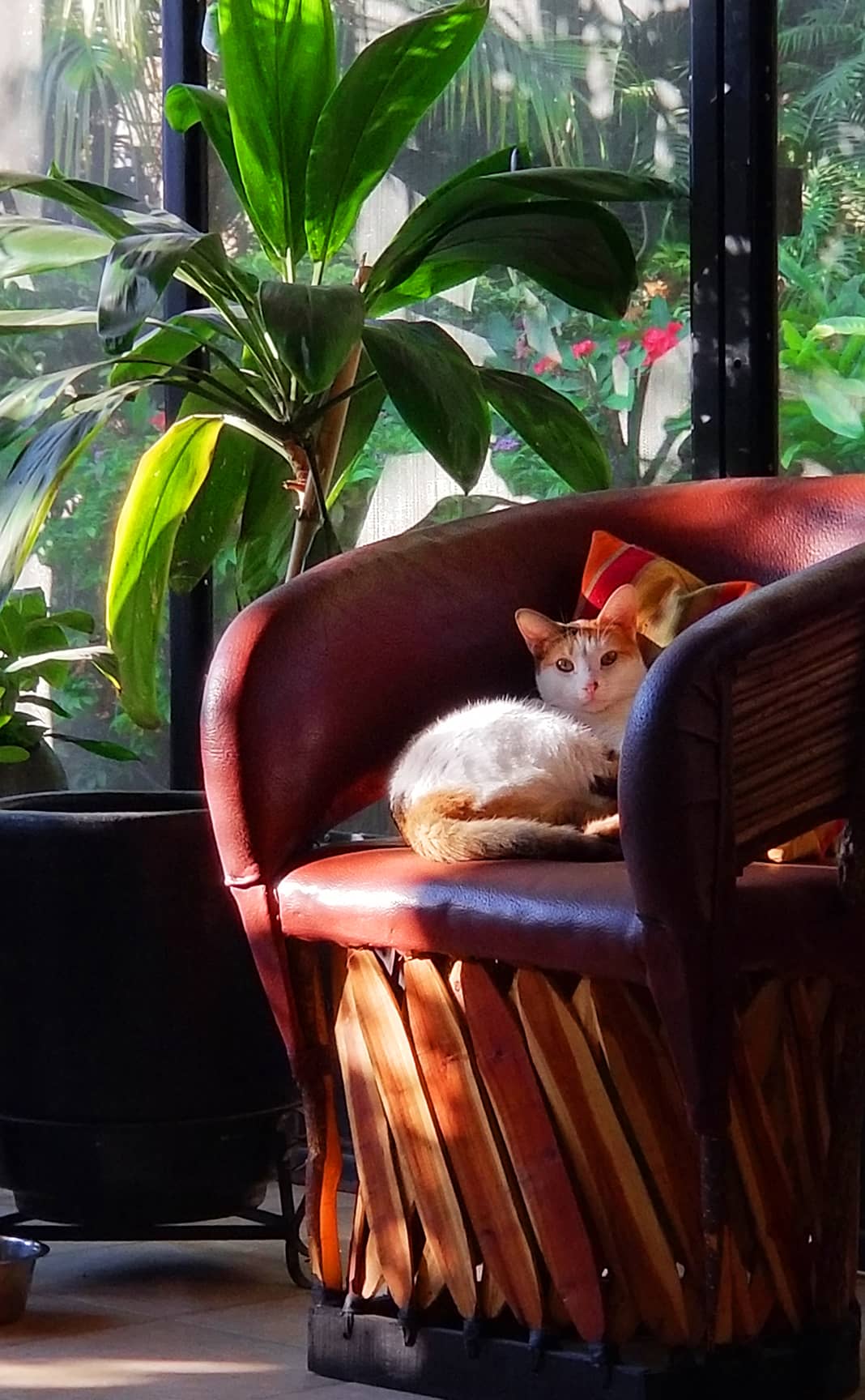 Stella cat napping in a pig skin chair in the garden