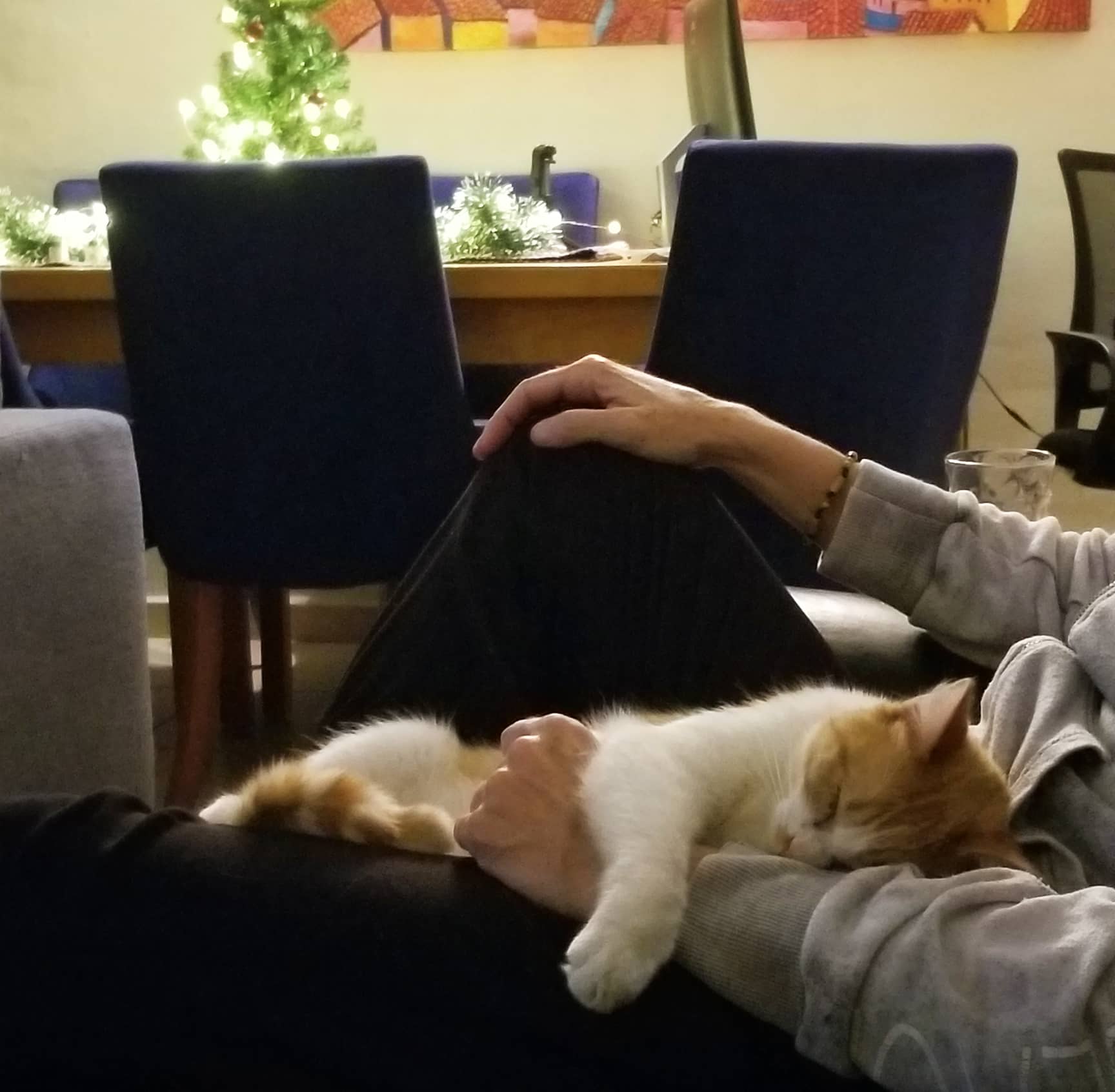 sleeping cat Pedro with Joanie